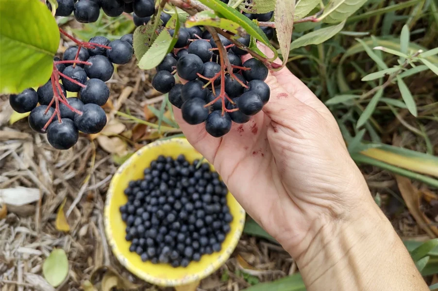 aronia-hand-harvest-crop-scaled